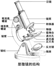 顯微鏡結構與觀察物象放大倍數的關聯分析
